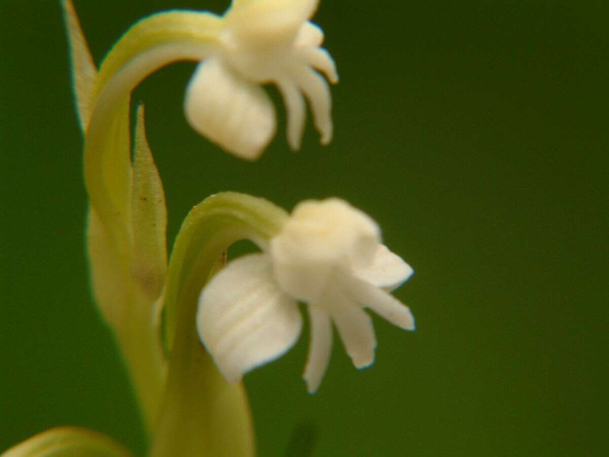 Image of Habenaria brachyphylla (Lindl.) Aitch.