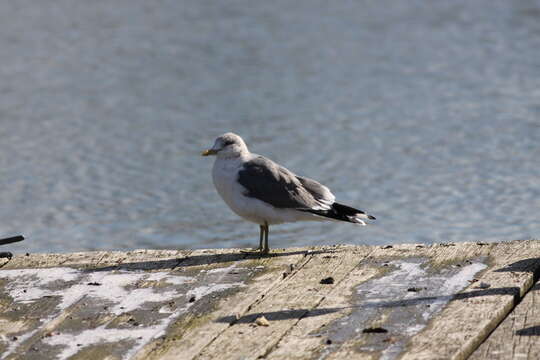 Image of Larus canus kamtschatschensis Bonaparte 1857