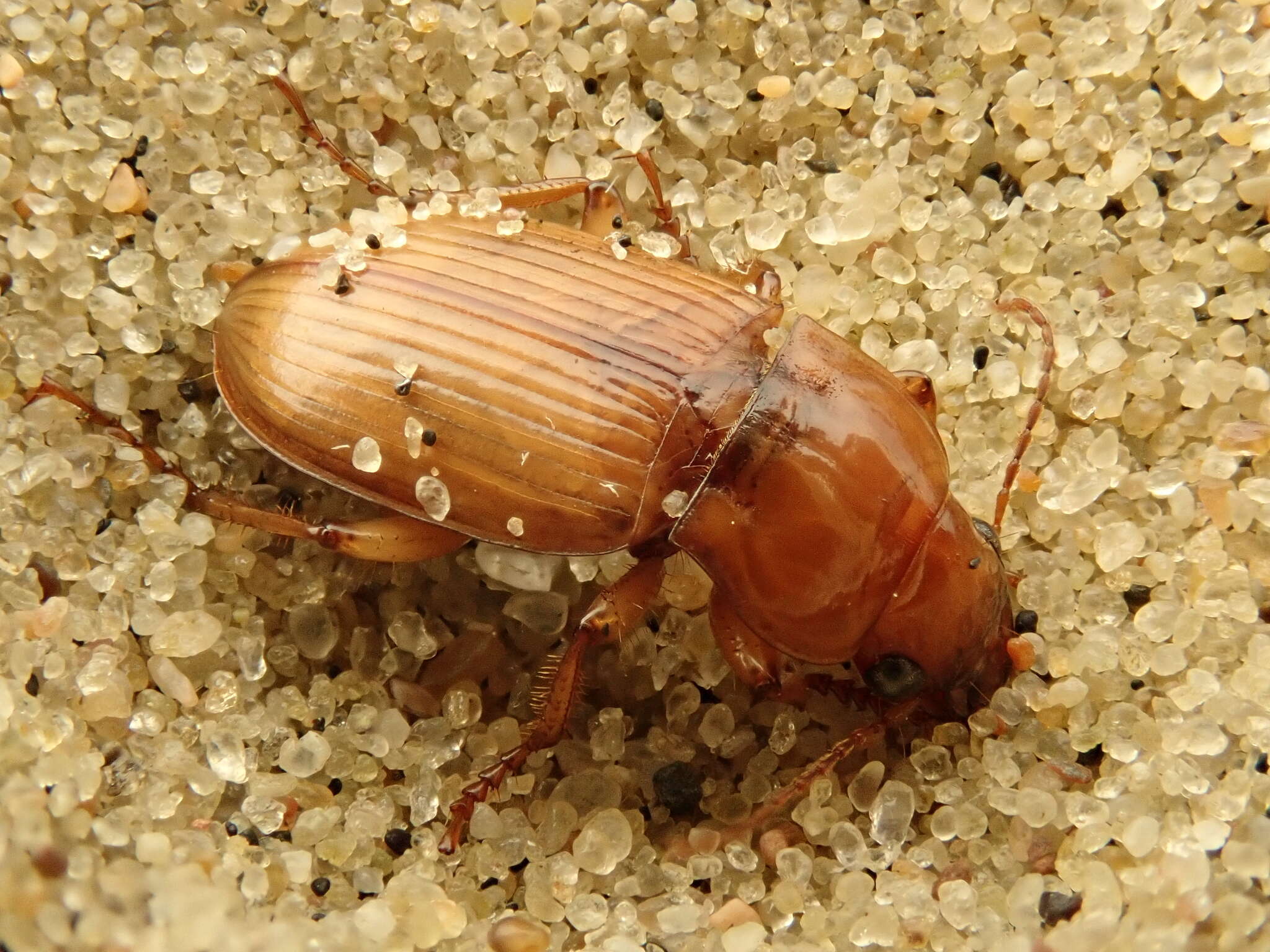 Слика од Harpalus (Harpalus) flavescens (Piller & Mitterpacher 1783)