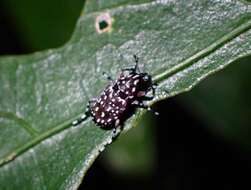 صورة Physopterus pardalis Jordan 1912