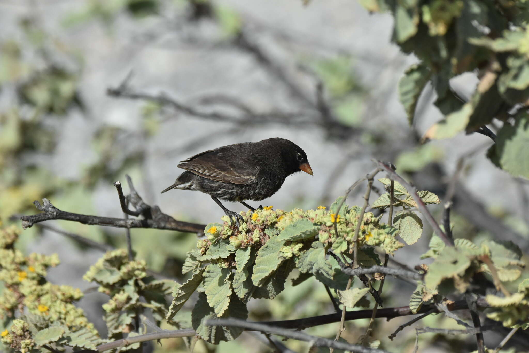 Image of Genovesa Ground Finch