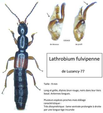 Image of Lathrobium (Lathrobium) fulvipenne (Gravenhorst 1806)