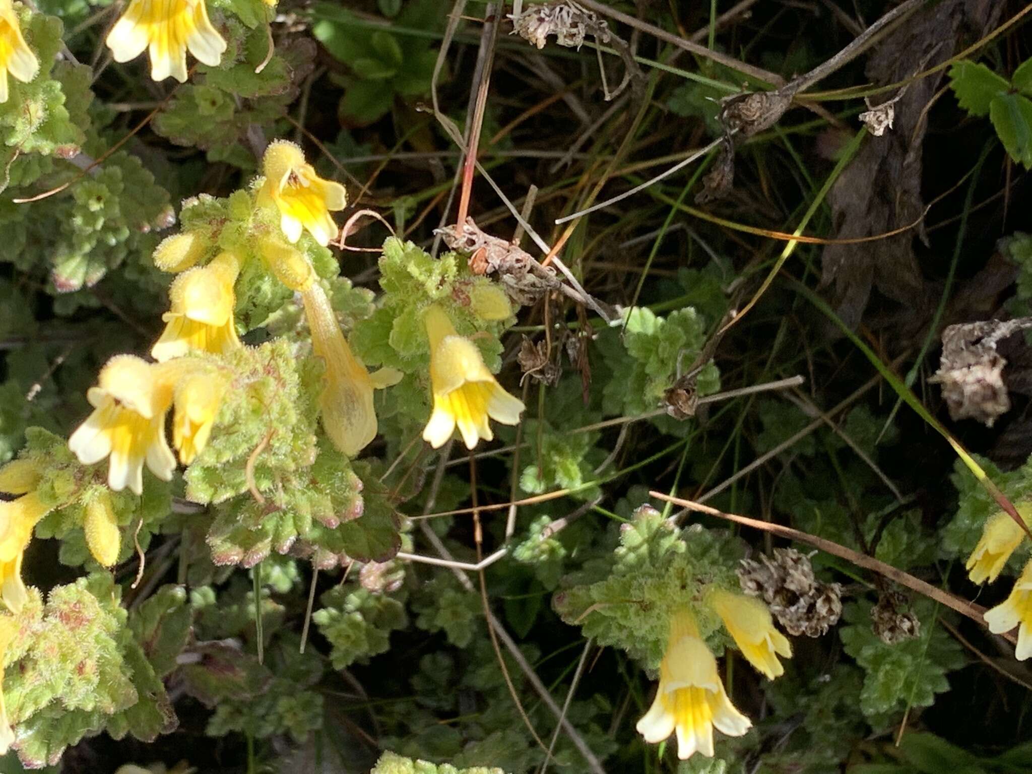 Imagem de Euphrasia nankotaizanensis Yamam.