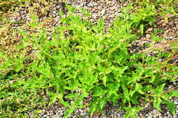Image of Solanum physalifolium var. nitidibaccatum (Bitter) J. M. Edmonds