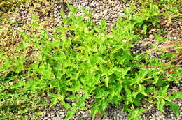 Imagem de Solanum physalifolium var. nitidibaccatum (Bitter) J. M. Edmonds