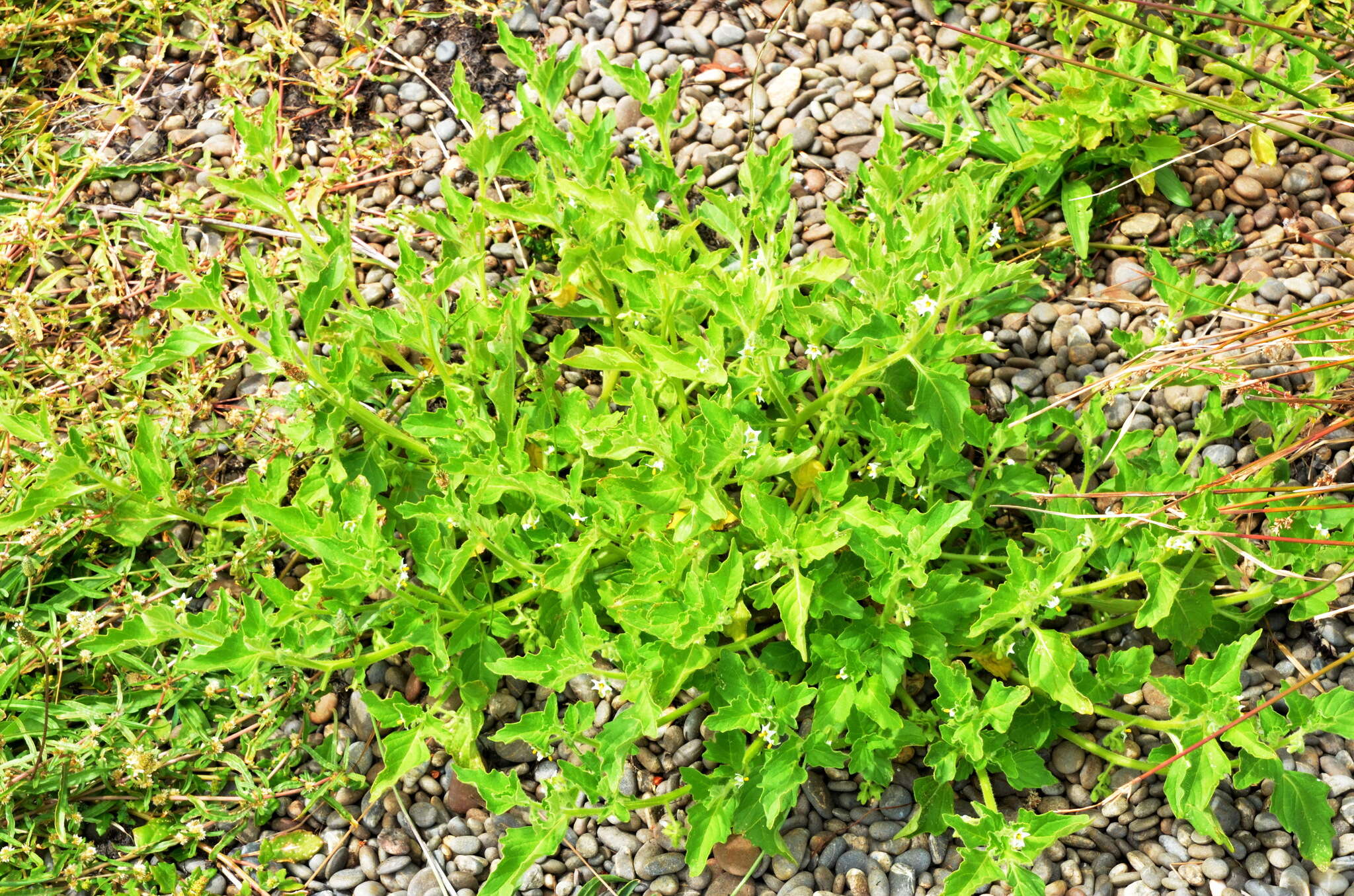 Imagem de Solanum physalifolium var. nitidibaccatum (Bitter) J. M. Edmonds