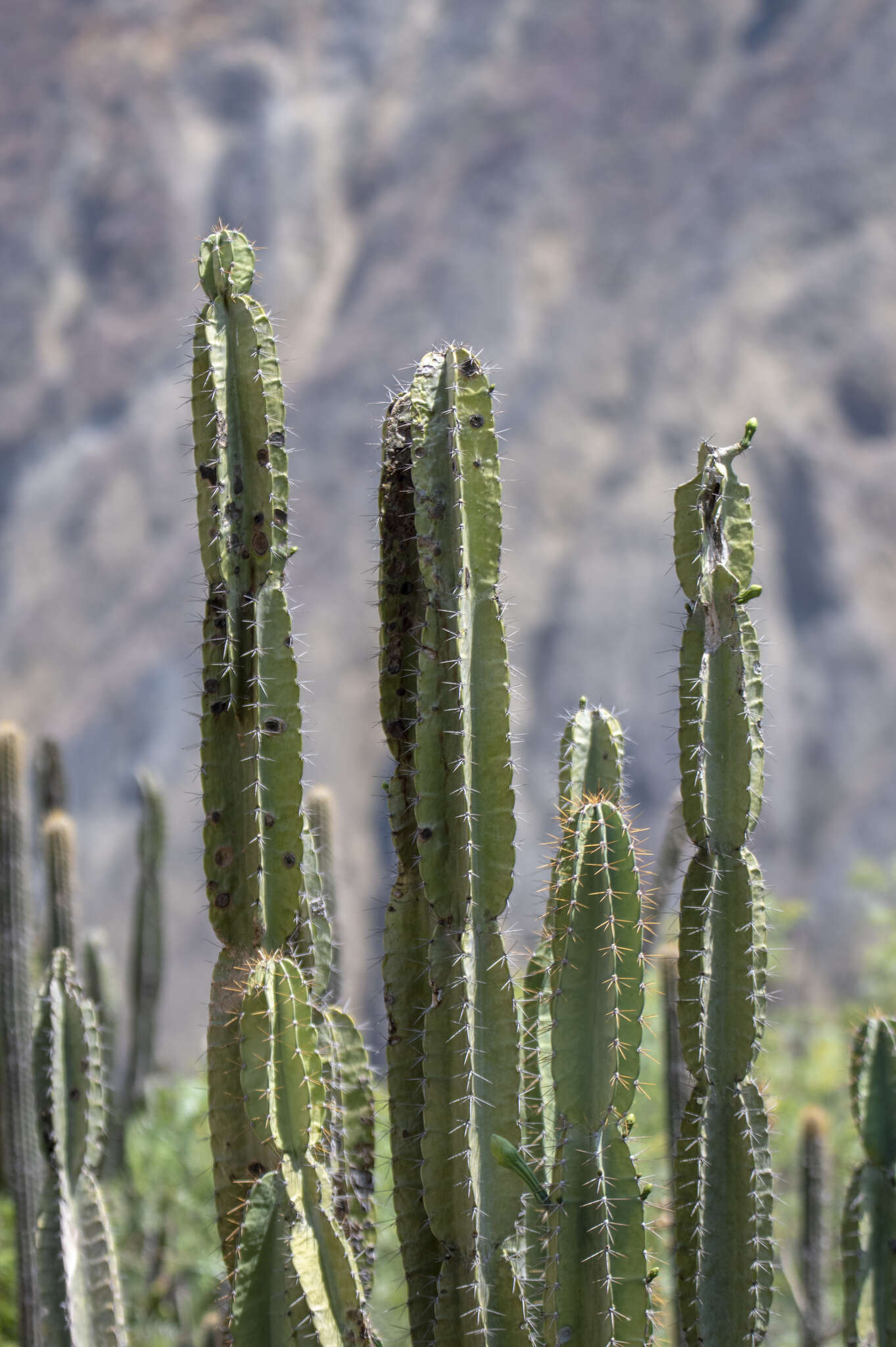 Image de Cereus vargasianus Cárdenas