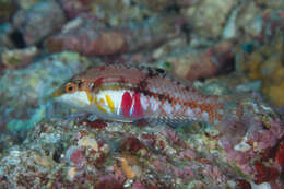 Image of Clouded rainbow fish