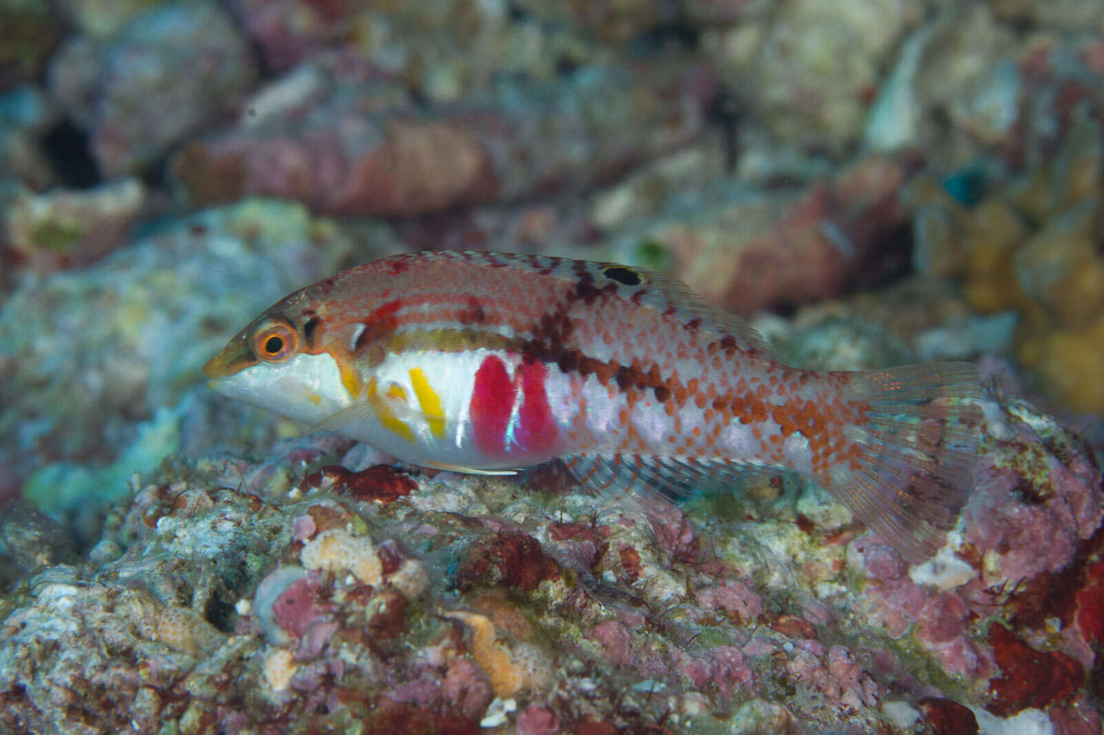 Image of Clouded rainbow fish