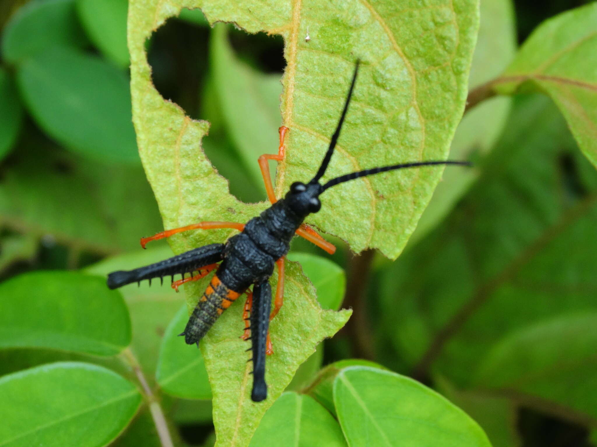 Piezops ensicornis (Stål 1878)的圖片