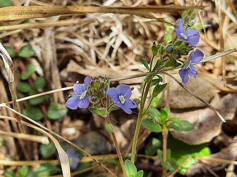 Imagem de Veronica vendettadeae Albach