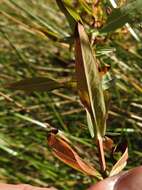 Sivun Hypericum adpressum W. C. P. Barton kuva