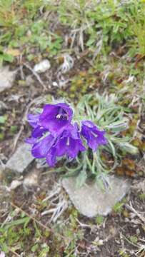 Image of Campanula orbelica Pancic