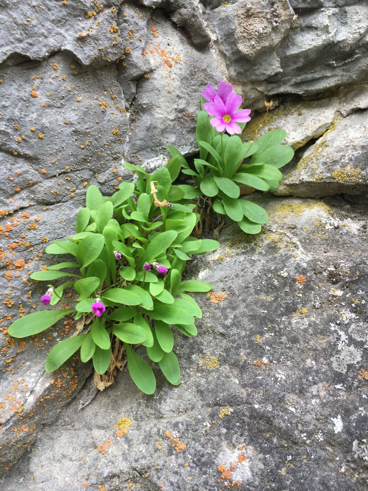 Plancia ëd Primula cusickiana var. maguirei (L. O. Williams) N. H. Holmgren & S. Kelso