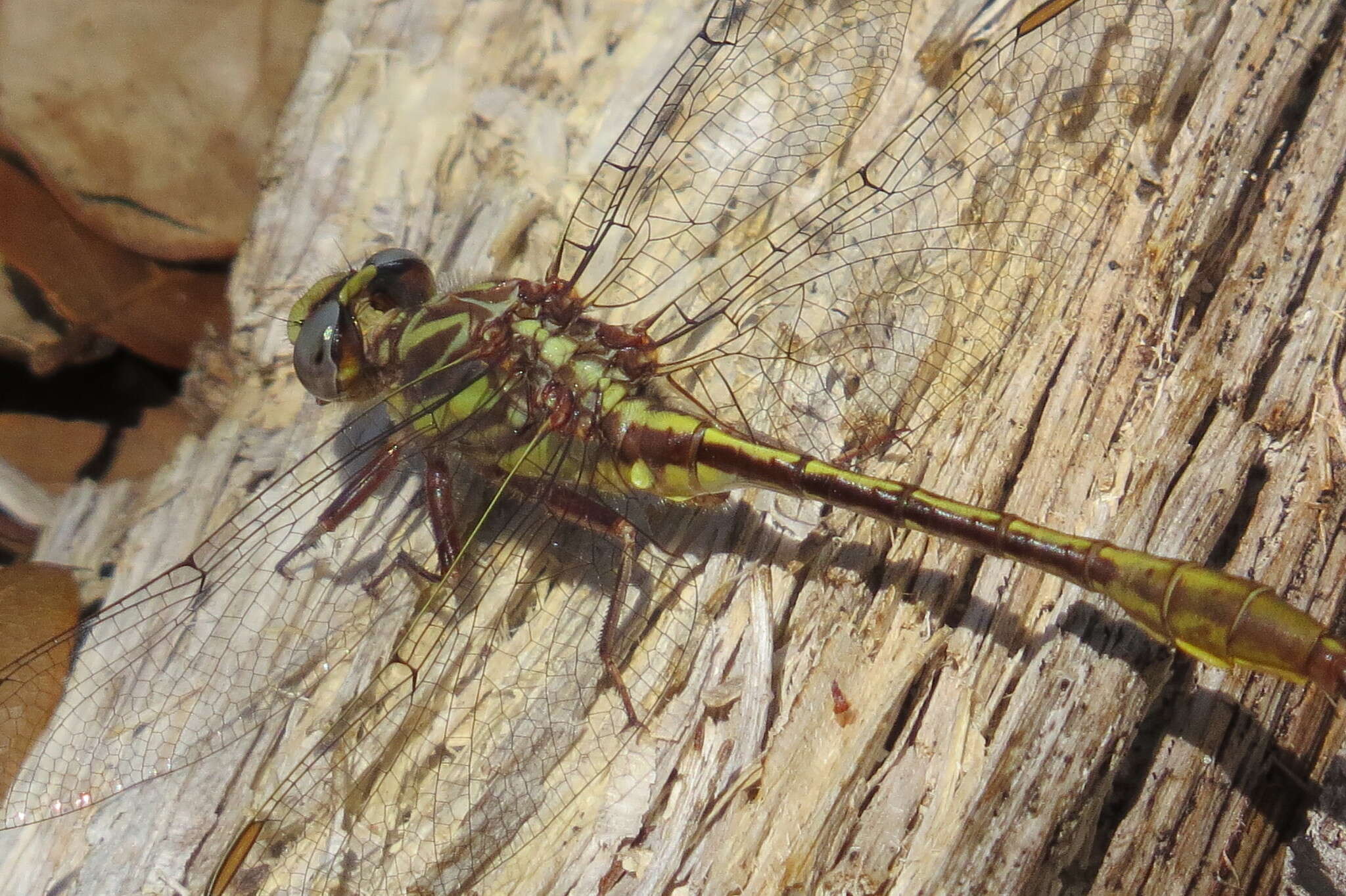 Image of Phanogomphus cavillaris (Needham 1902)