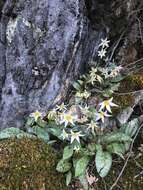 Image of Erythronium shastense D. A. York, J. K. Nelson & D. W. Taylor