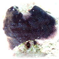Image of Reptadeonella violacea (Johnston 1847)