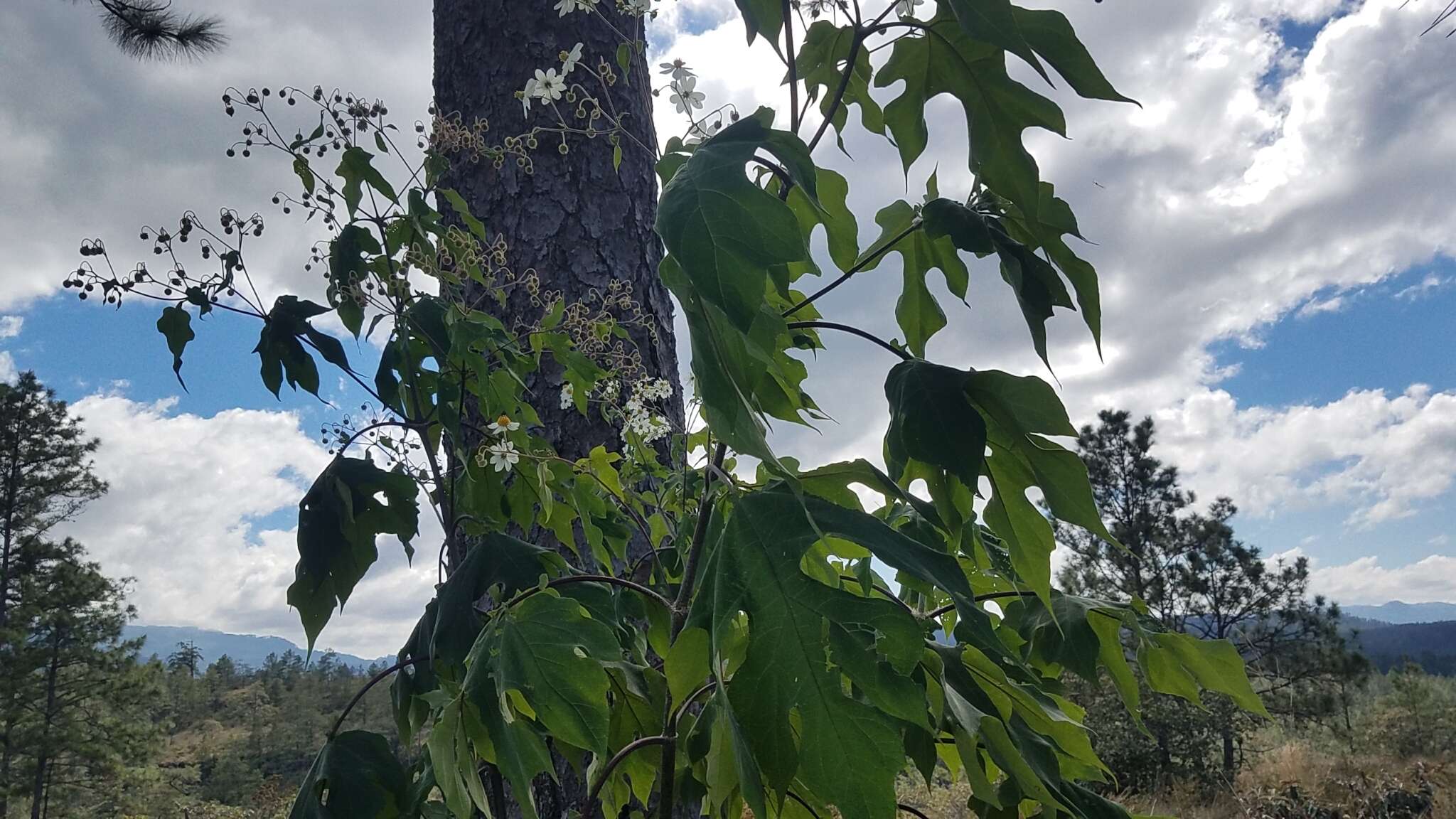 Image de Montanoa hibiscifolia (Benth.) C. Koch