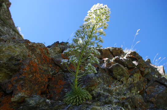 Image of Saxifraga longifolia Lapeyr.