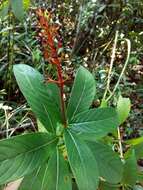 Image of Palicourea triphylla DC.