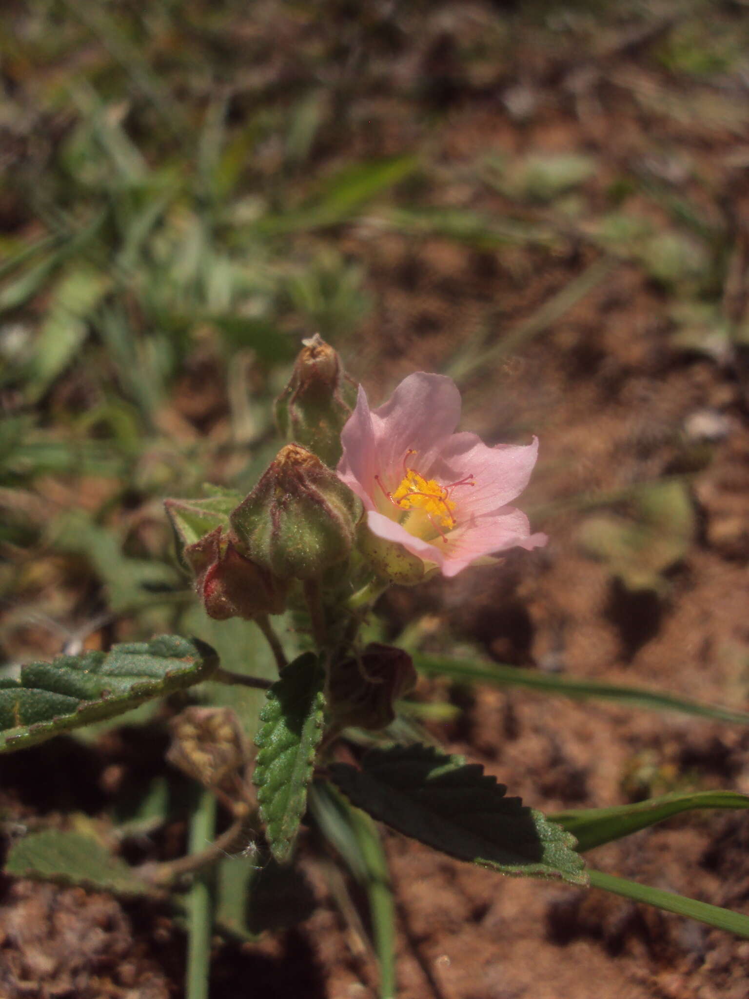 Image of Sida regnellii R. E. Fries