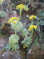 Image of Aeonium aureum (C. Sm. ex Hornem.) T. H. M. Mes