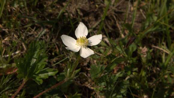 Image of Anemonastrum narcissiflorum subsp. fasciculatum (L.) Raus