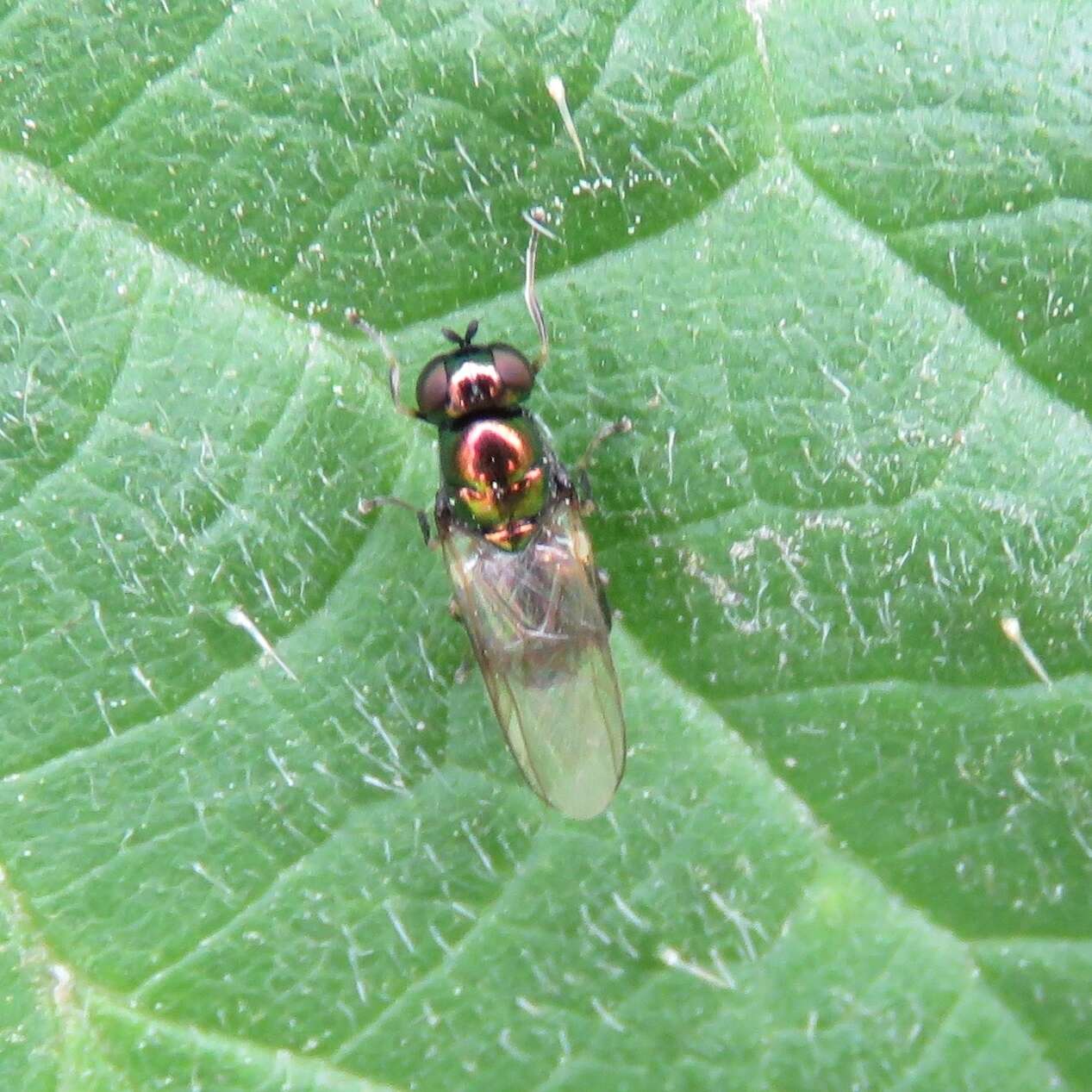 Image of Soldier fly