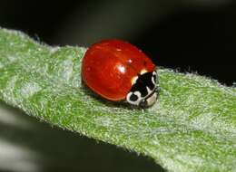 Image of Western Blood-Red Lady Beetle