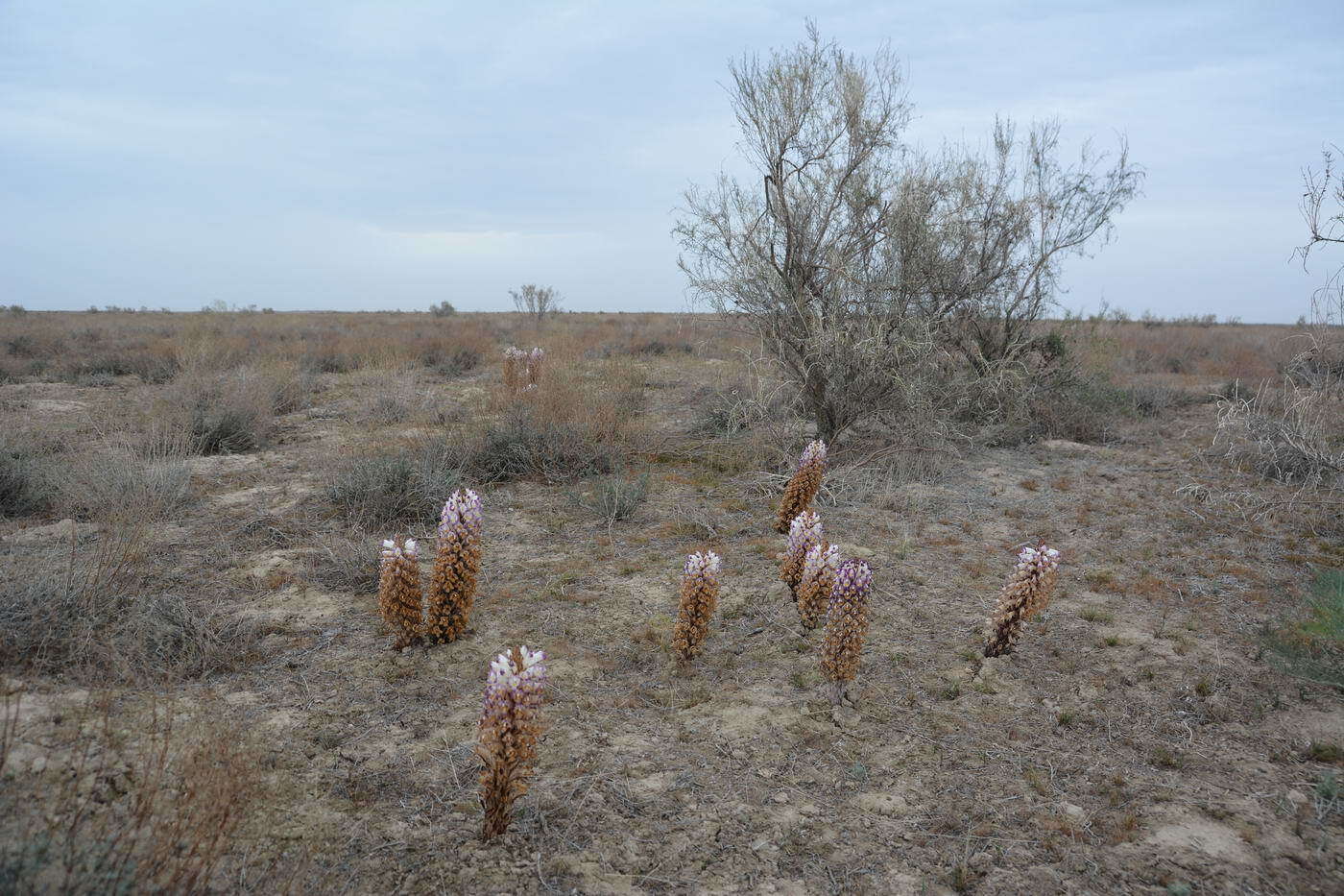 Image of Cistanche salsa (C. A. Mey.) G. Beck