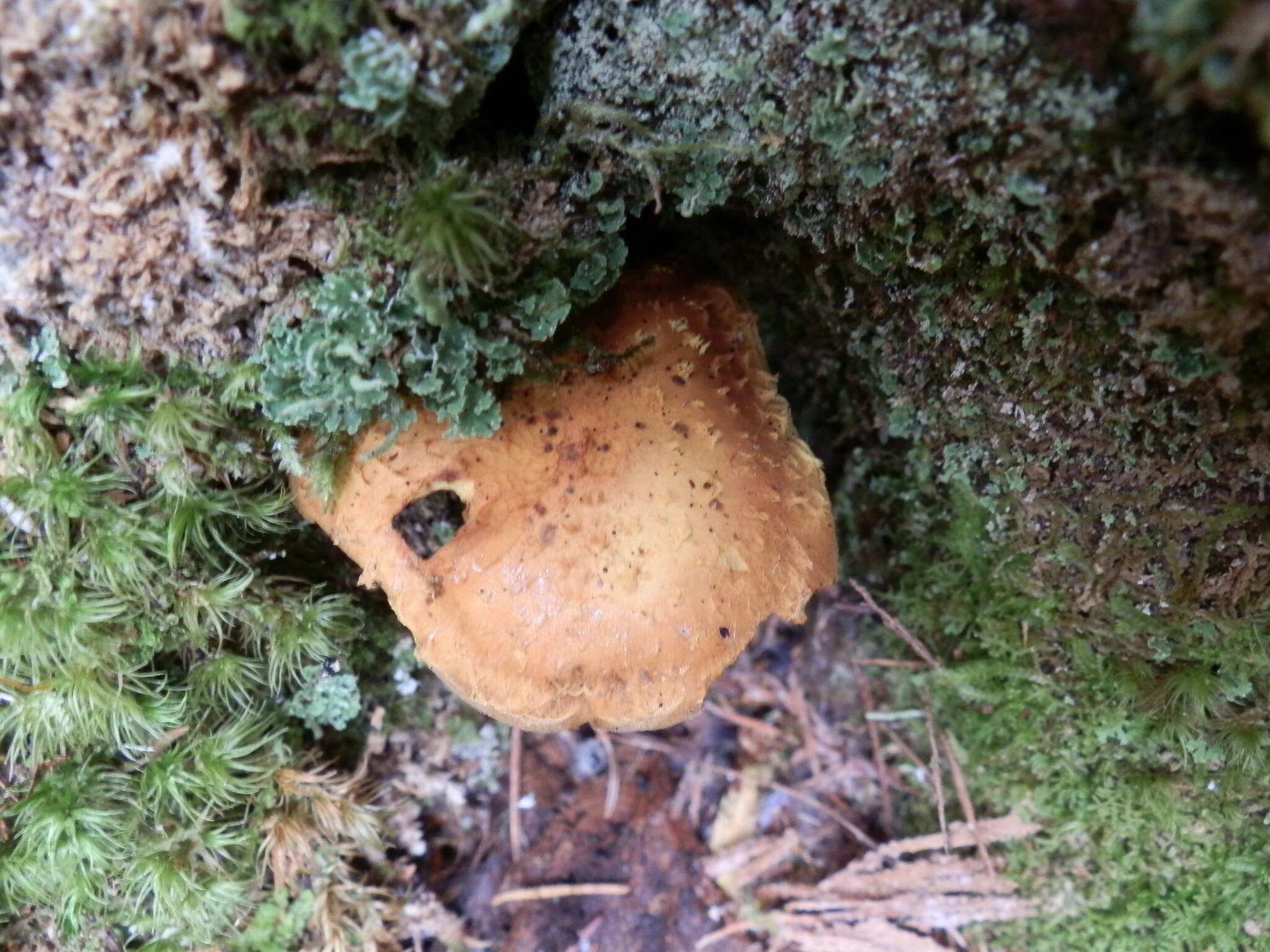 Image of Pholiota flammans (Batsch) P. Kumm. 1871