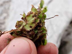 Image of Lindenberg's asterella