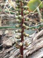 Image of Horizontal navelwort