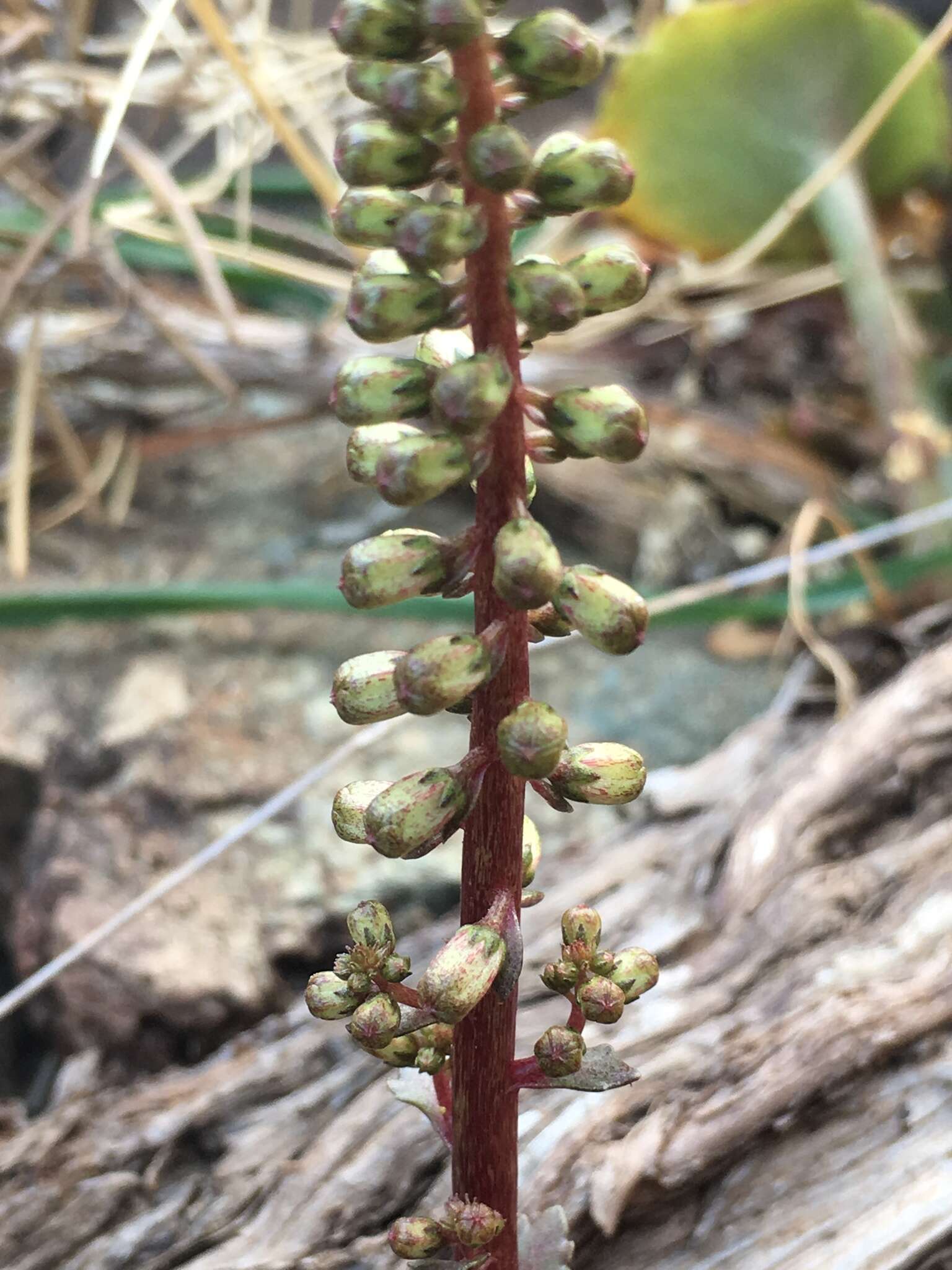 Image of Horizontal navelwort