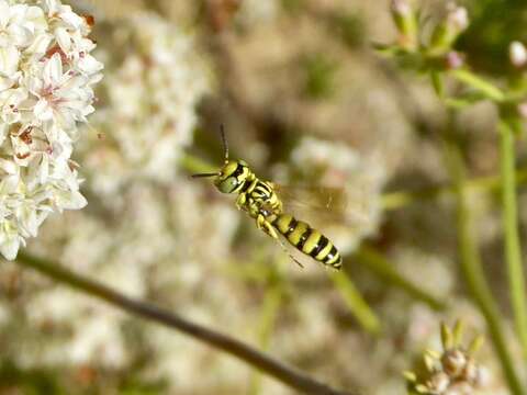 Philanthus multimaculatus Cameron 1891的圖片