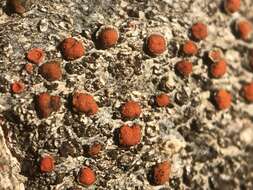 صورة Caloplaca ferruginea (Huds.) Th. Fr.