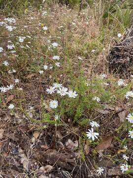 Asteridea pulverulenta Lindl.的圖片