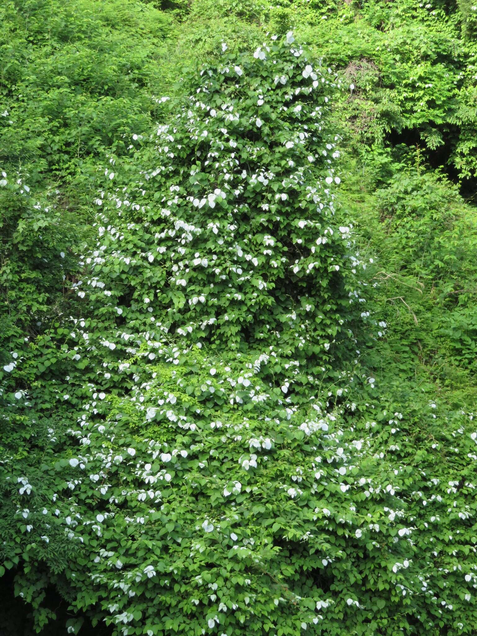 Image of silver vine