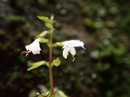 Image of Salvia hayatae Makino ex Hayata