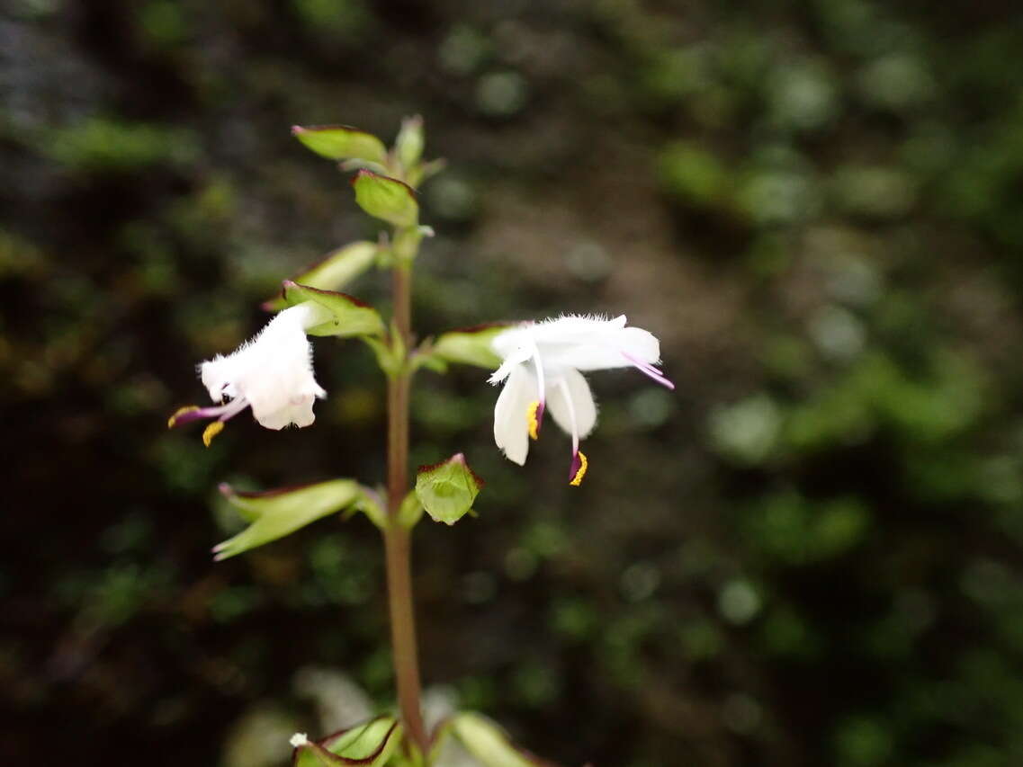 Image of Salvia hayatae Makino ex Hayata