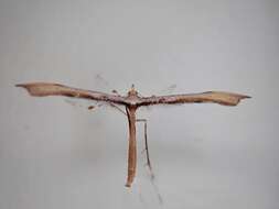 Image of Hoary Plume Moth