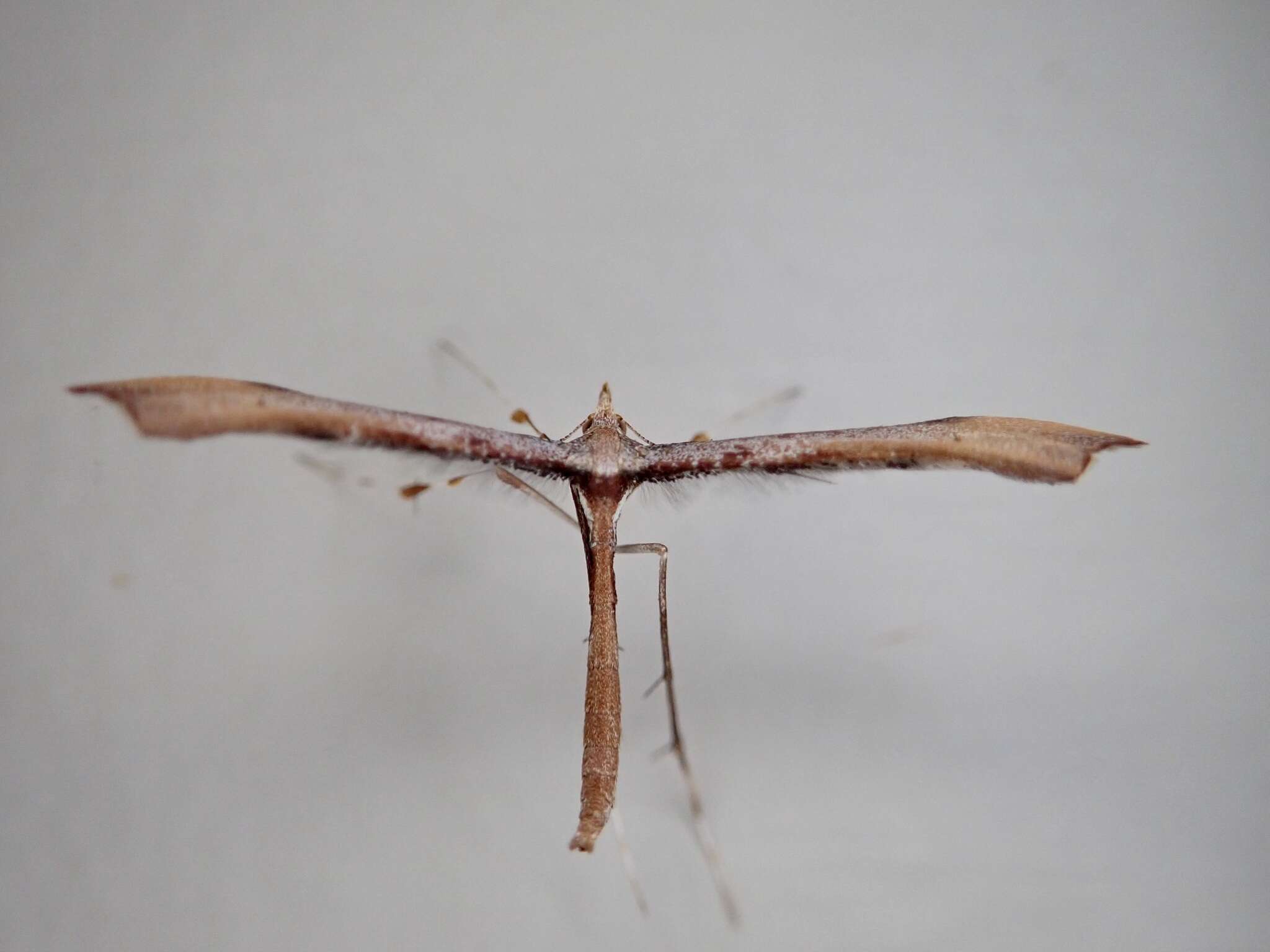 Image of Hoary Plume Moth