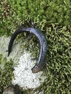 Image of Shenandoah Salamander