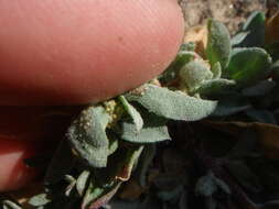 Image of wheelscale saltbush