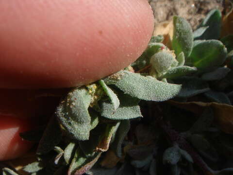 Image of wheelscale saltbush