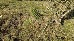 Image of Echinopsis rhodotricha K. Schum.