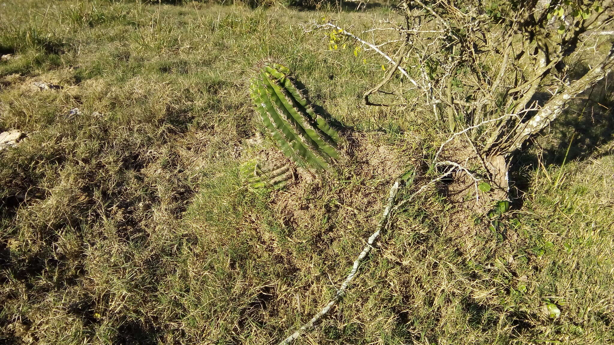 Image of Echinopsis rhodotricha K. Schum.