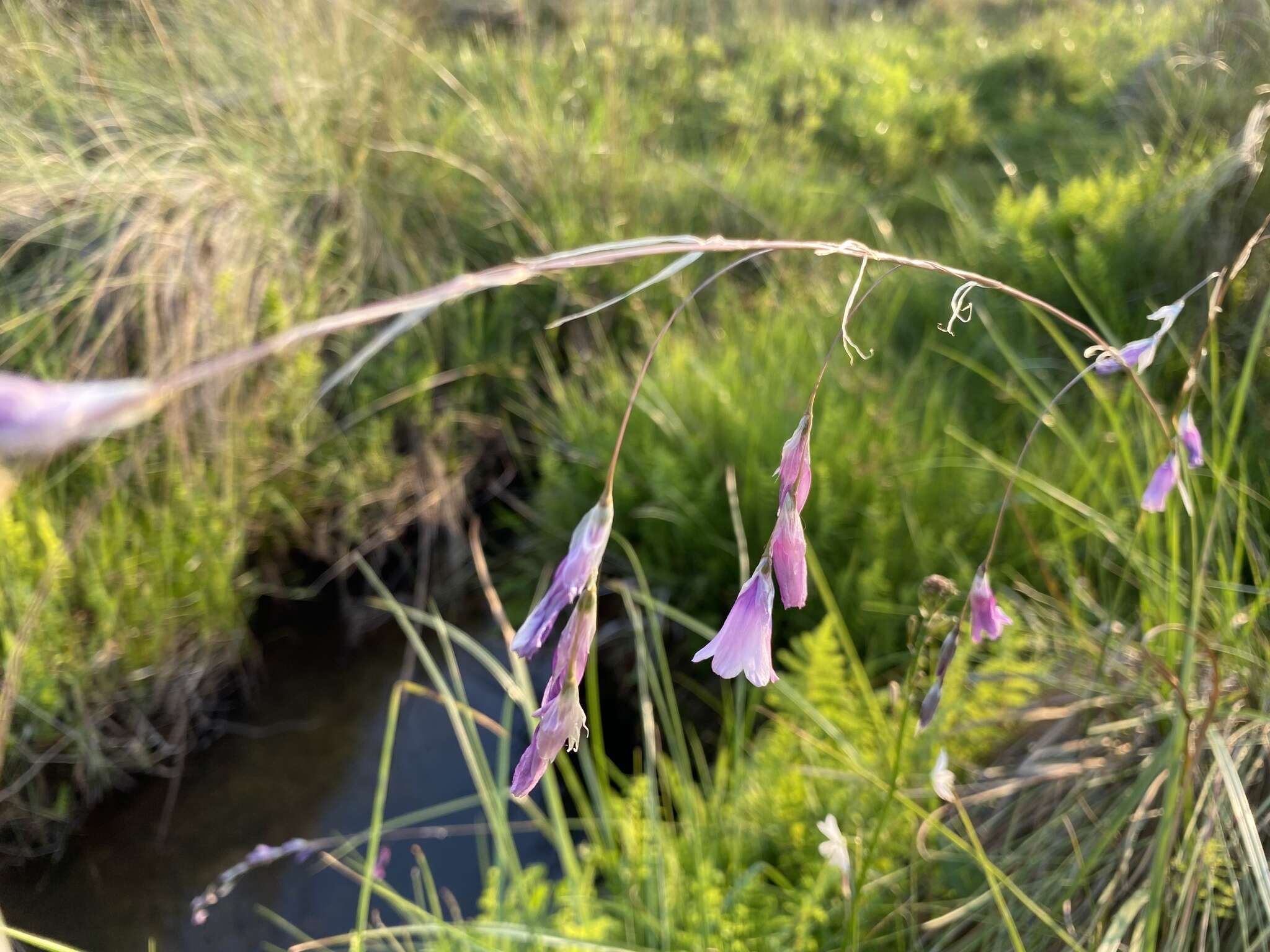 صورة Dierama mossii (N. E. Br.) Hilliard