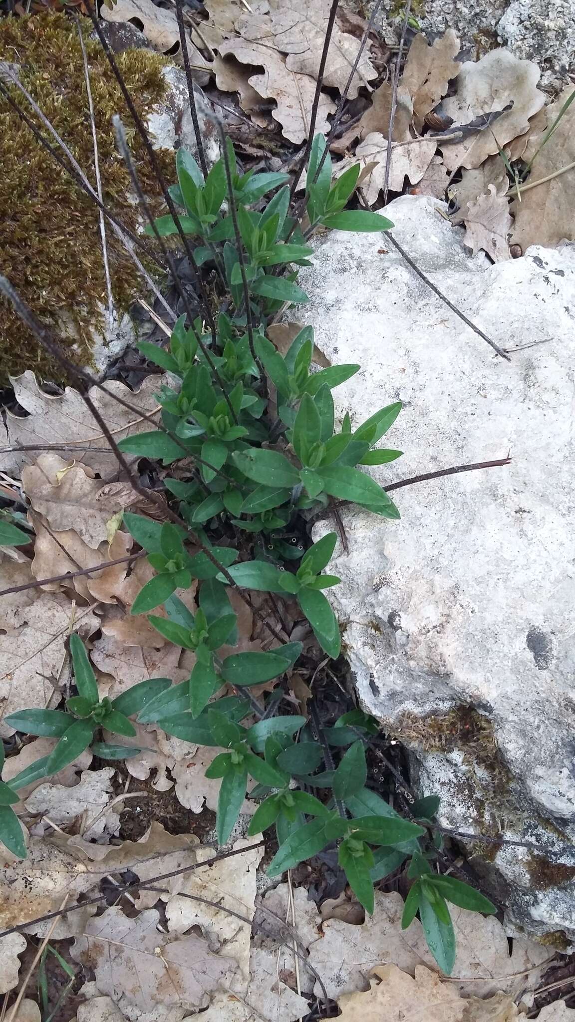 Plancia ëd Pentanema asperum (Poir.)