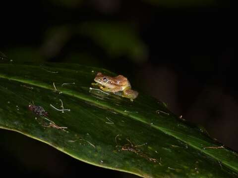 Image of Heterixalus punctatus Glaw & Vences 1994